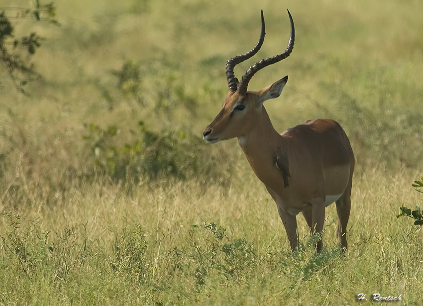 Impala mit Vogel