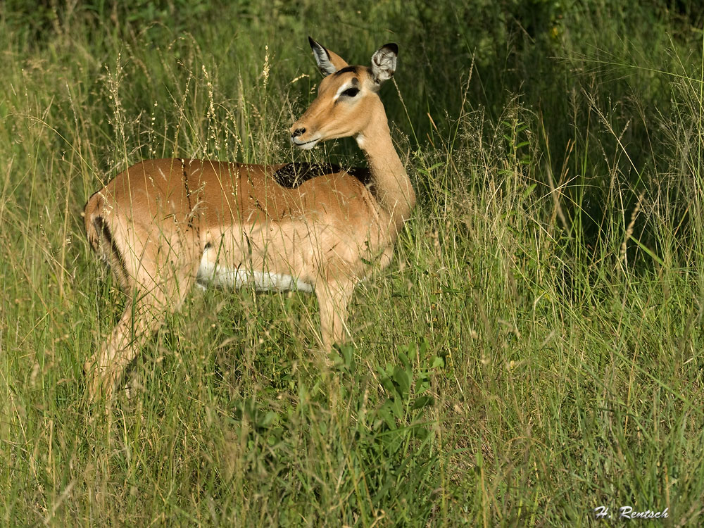 Impala