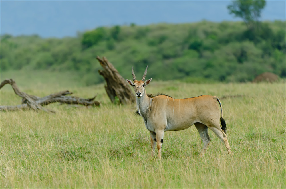 Eland Antilopen