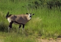 Oryx in der Abendsonne