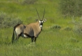 Oryx in der Abendsonne