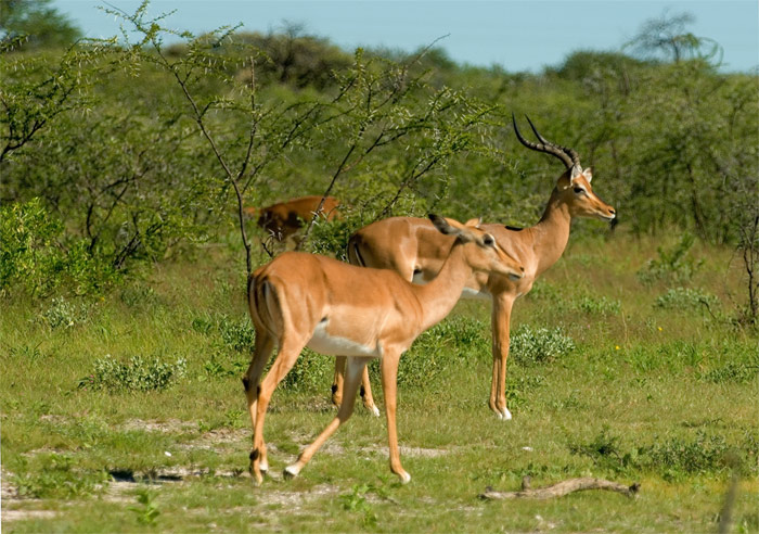 Impala