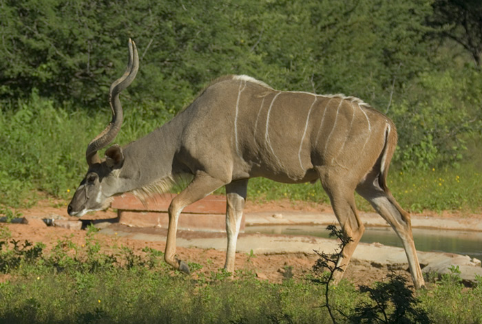 Kudu