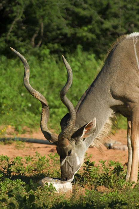 Kudu