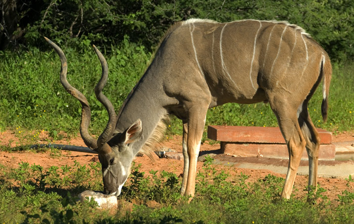 Kudu