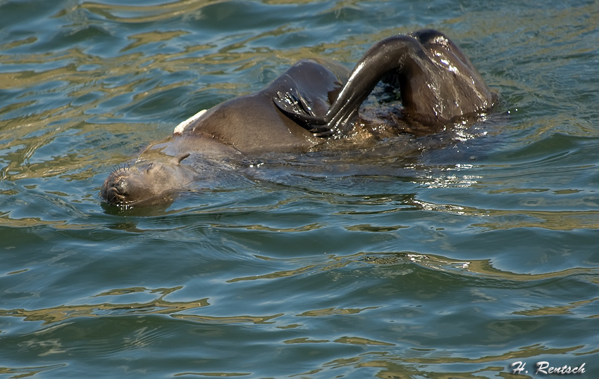 Robbenkolonie auf Duiker Island