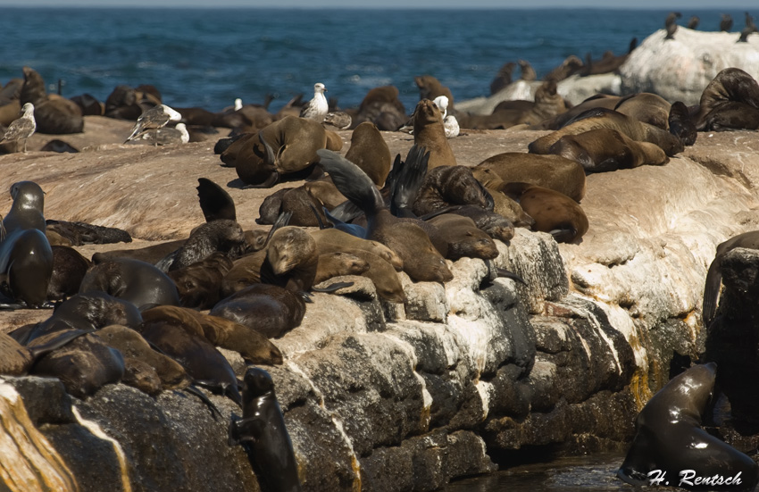 Robbenkolonie auf Duiker Island