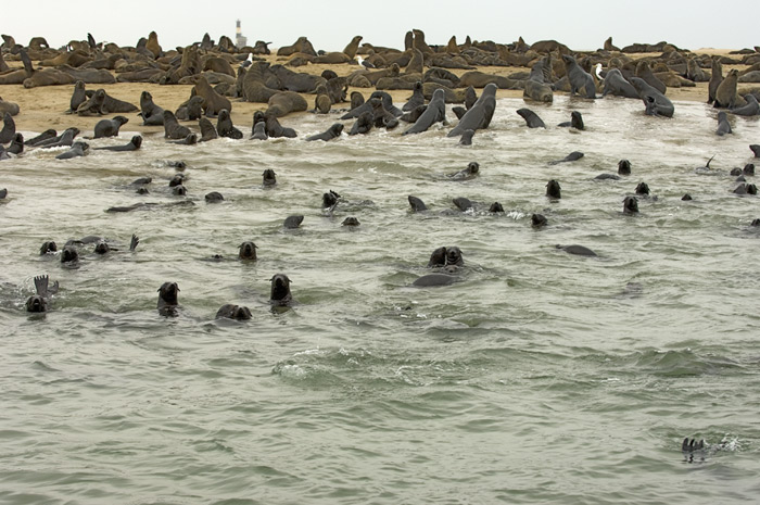 Robben Swakopmund