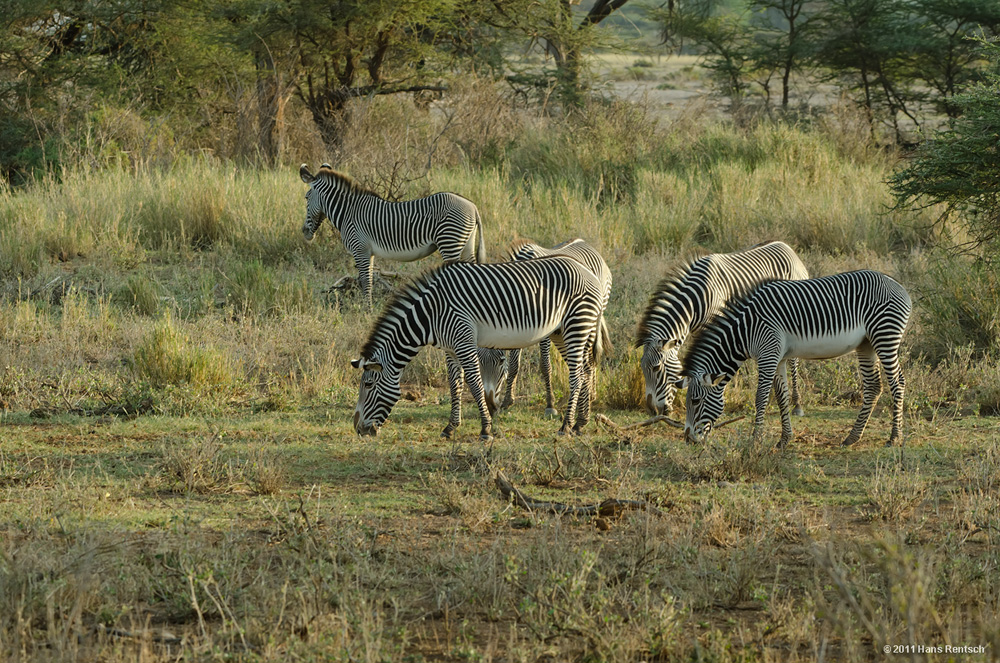 Grevyzebra Equus Grevyi