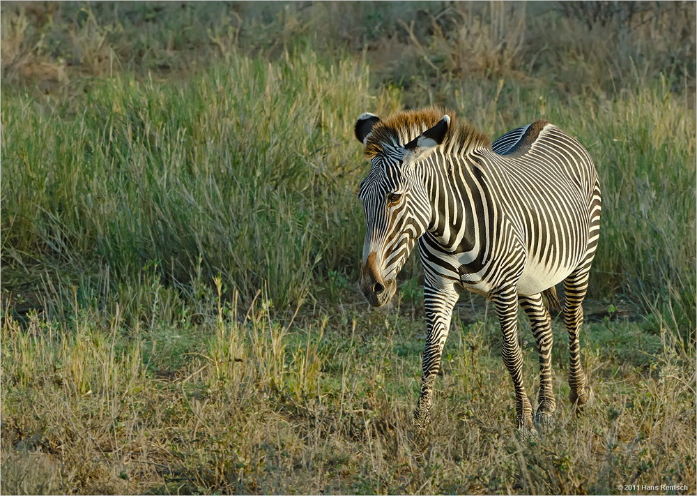 Grevyzebra Equus Grevyi