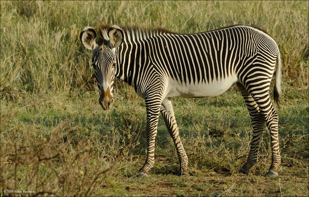 Grevyzebra Equus Grevyi