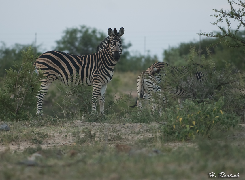 Zebra im Abendlicht