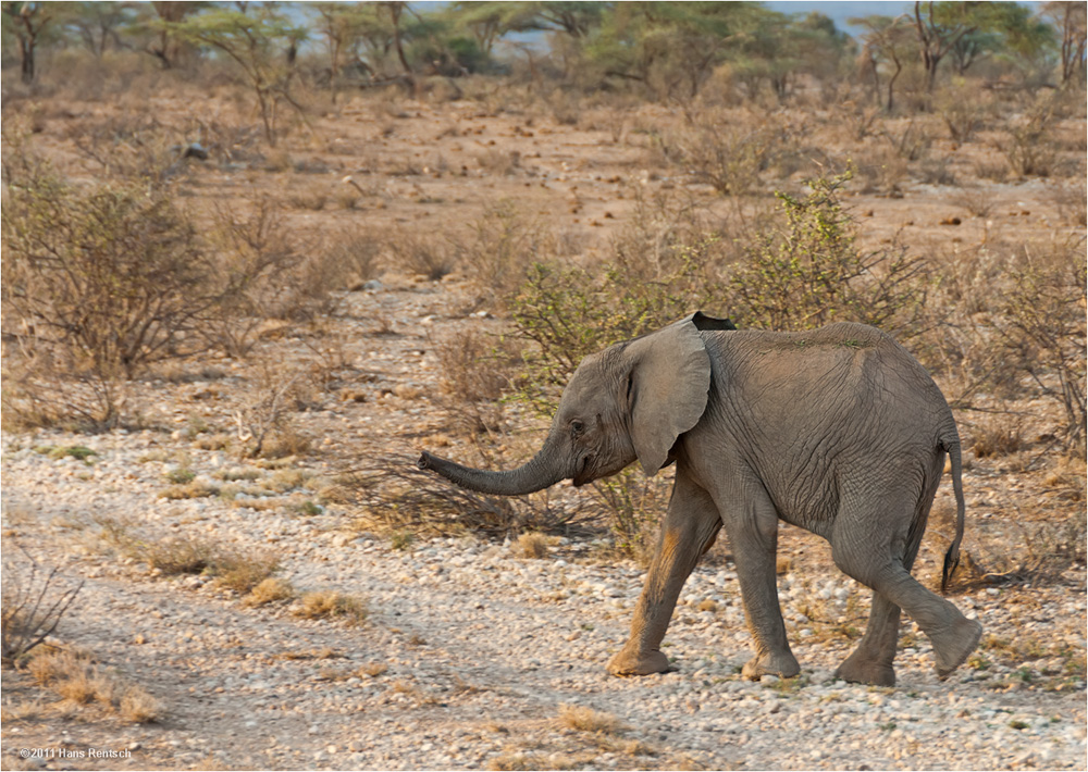 Junger Elefant