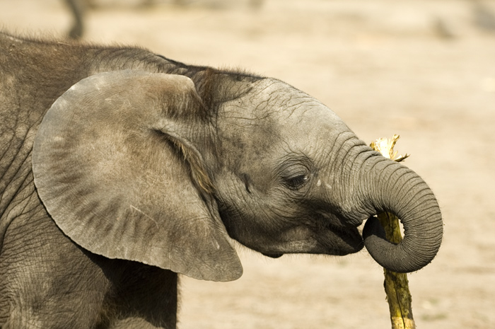 Verspielter junger Elefant