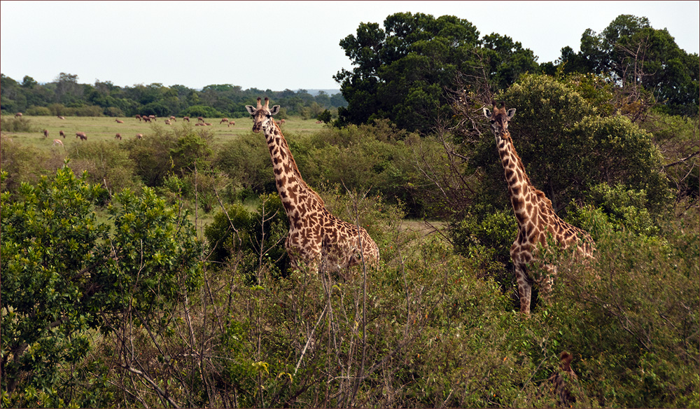 Giraffen