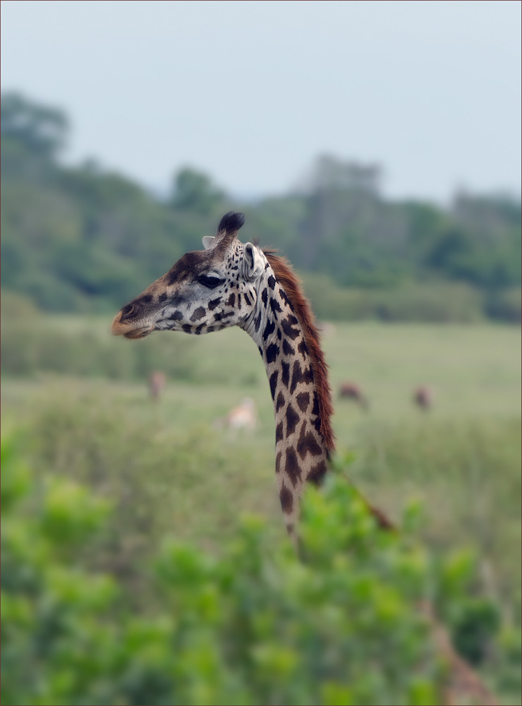 Giraffe