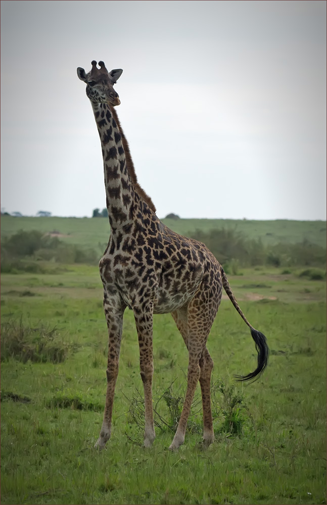 Giraffe