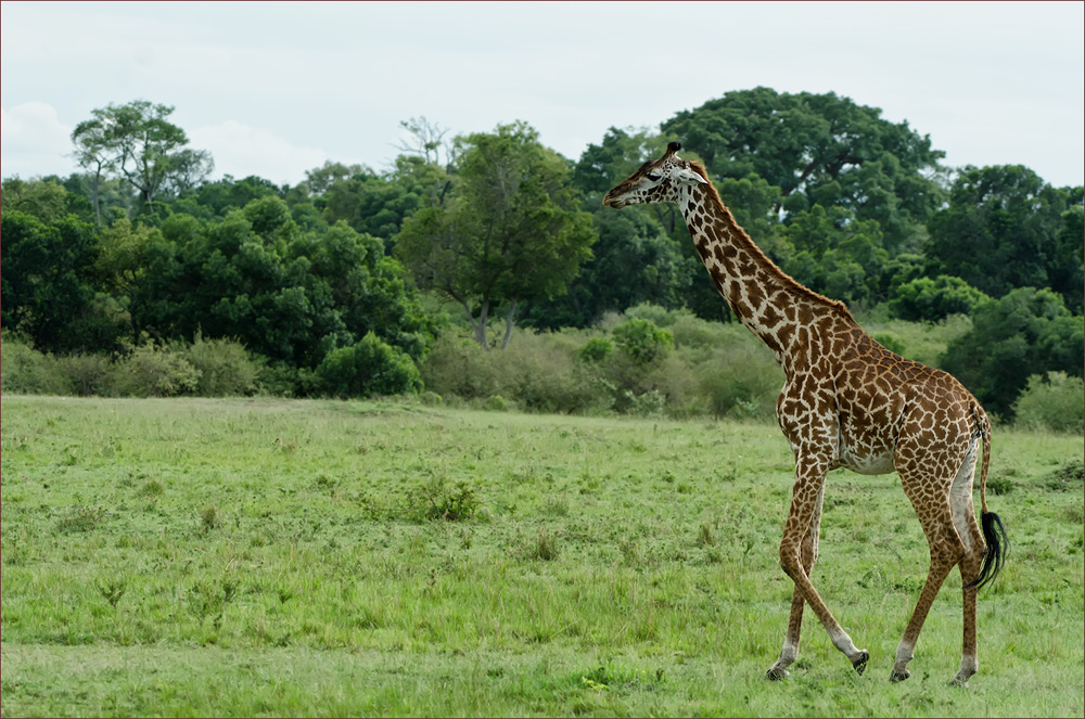 Giraffe