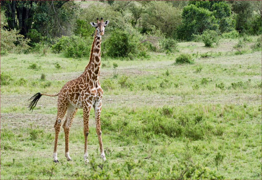 Giraffe