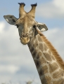 Giraffenportrait von vorne