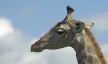 Giraffenportrait von der Seite