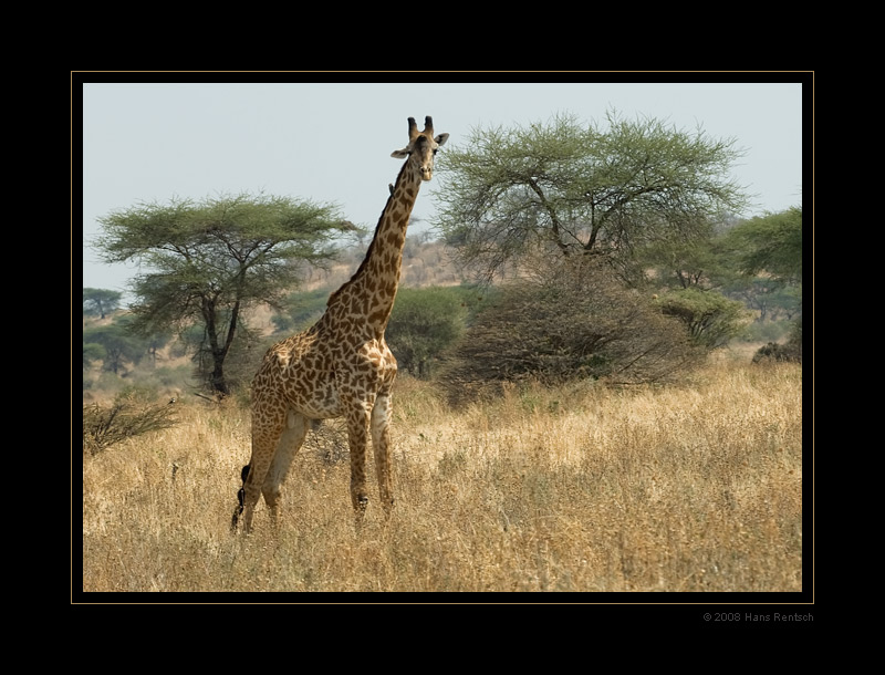 Giraffe