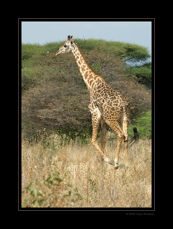 Giraffe