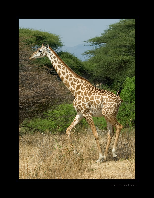 Giraffe