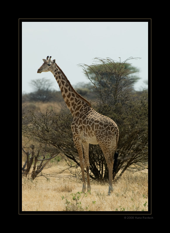 Giraffe