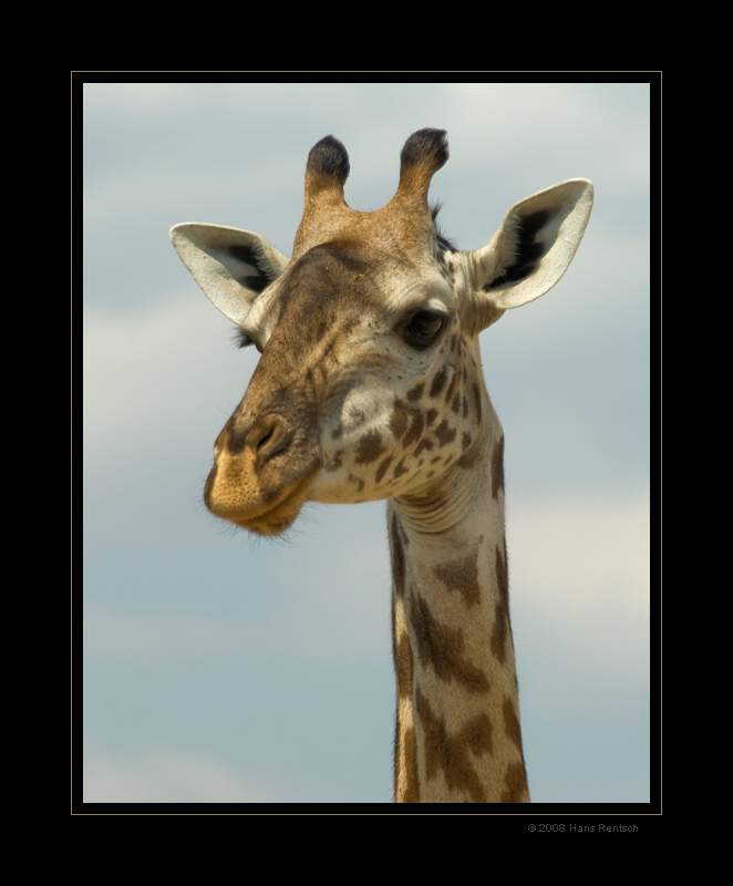 Giraffen-Portrait