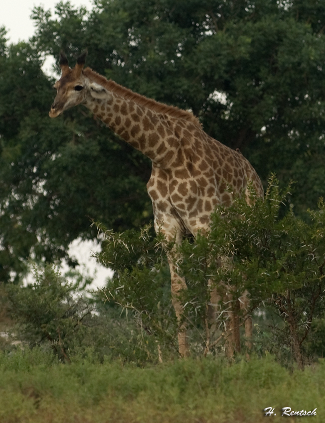 Giraffe