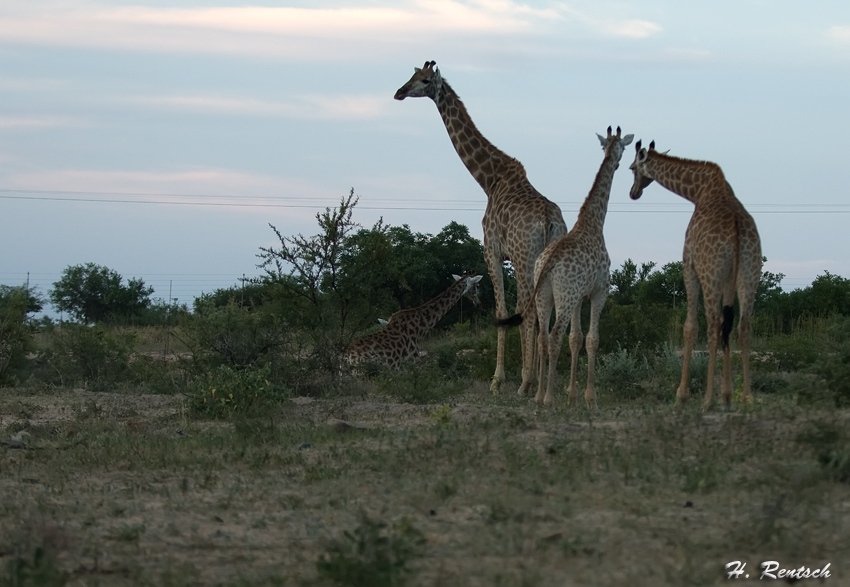 Giraffen