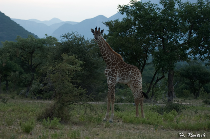 Giraffe im Abendlicht