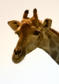 Giraffenportrait