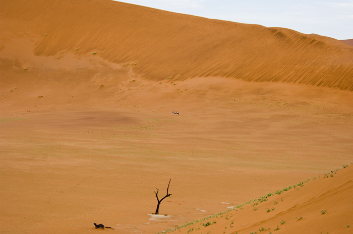 Sossusvlei / Deadvlei