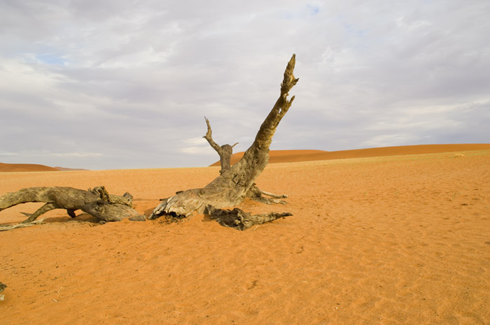 Sossusvlei / Deadvlei