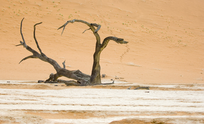 Sossusvlei / Deadvlei