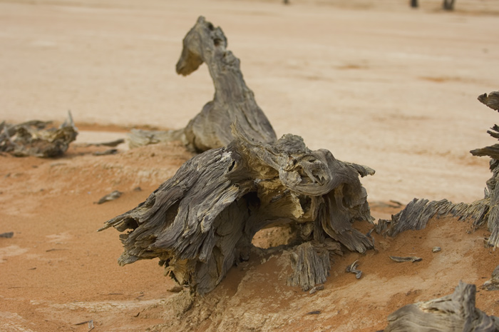 Sossusvlei / Deadvlei