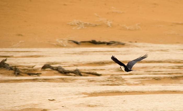 Sossusvlei / Deadvlei