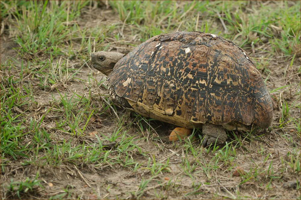 Schildkröte