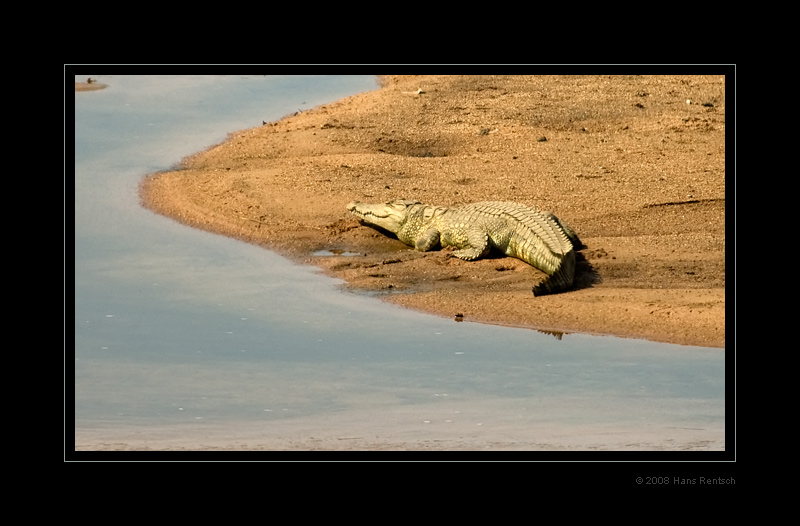 Krokodil