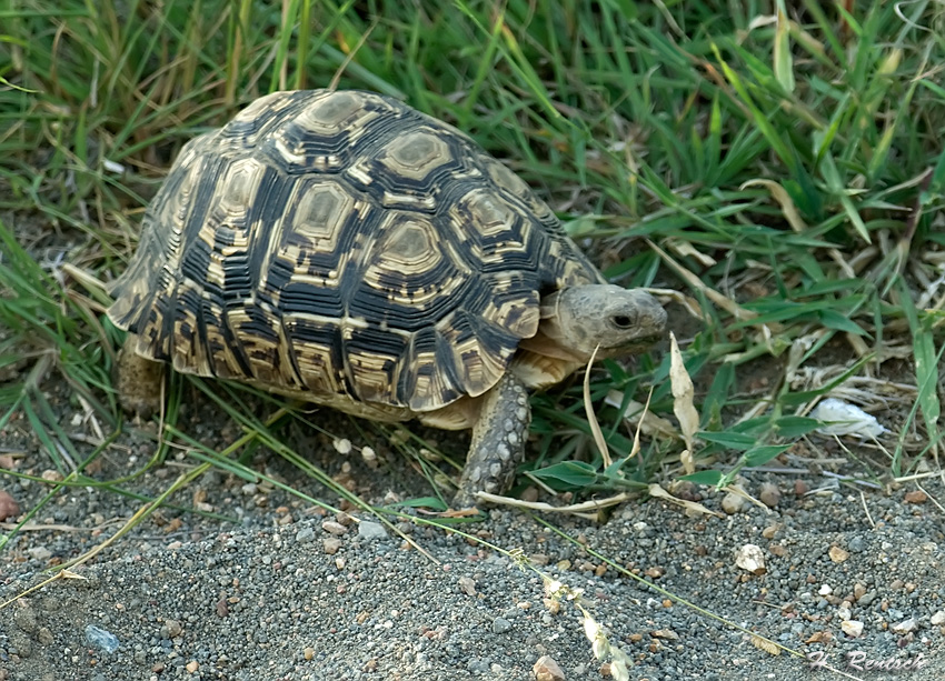 Schildkröte