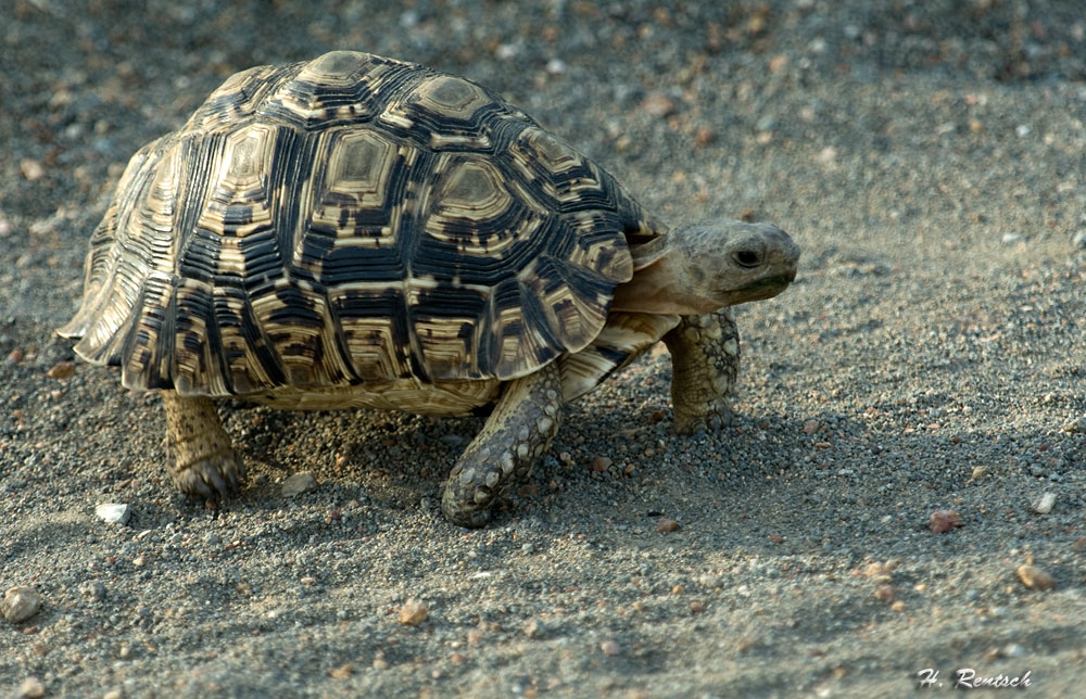 Schildkröte