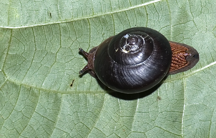 Kleine Häuschenschnecke