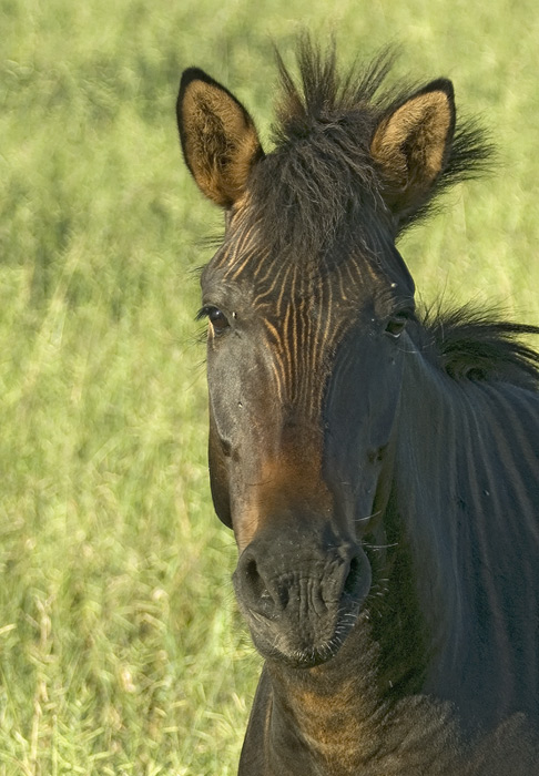 Hebra