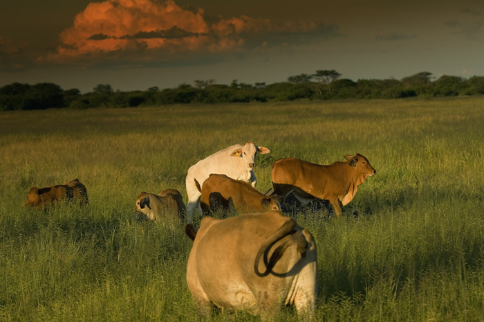 Rinder auf der Gästefarm Dornhügel Namibia