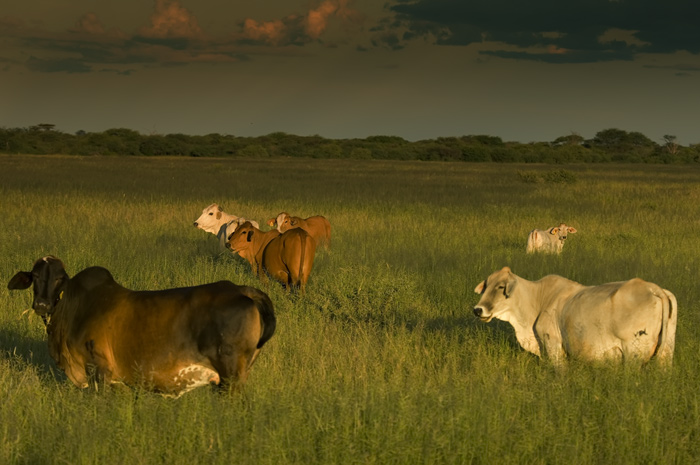 Rinder auf der Gästefarm Dornhügel Namibia