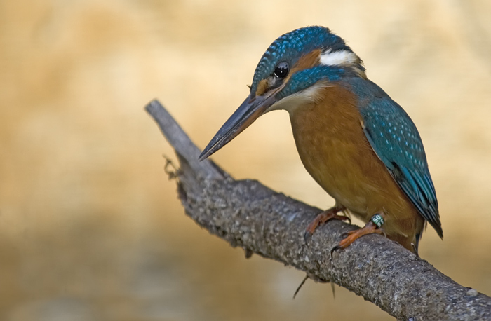 Eisvogel