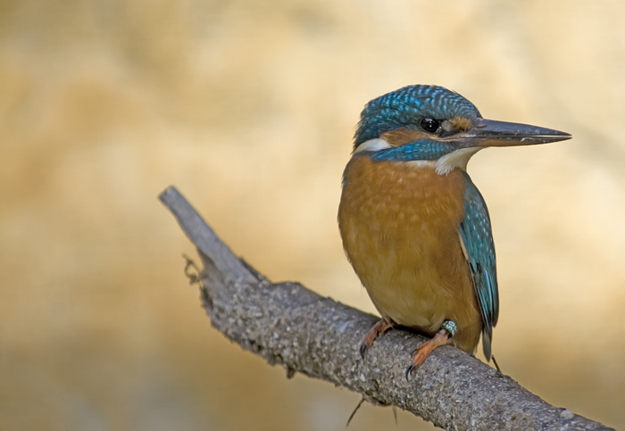 Eisvogel