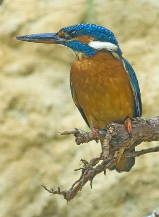 Eisvogel